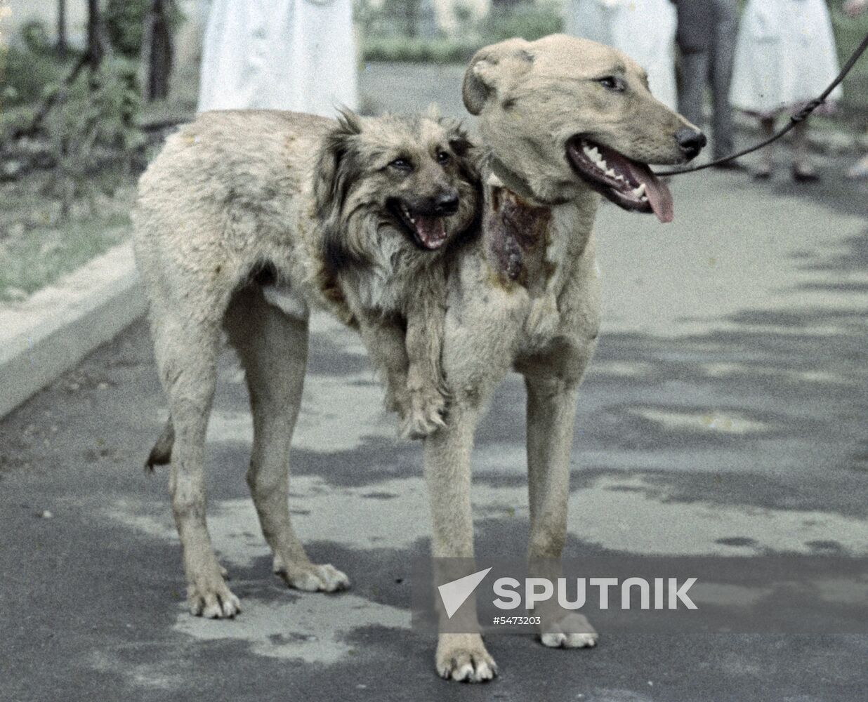 Pr. Demikhov's two-headed dog