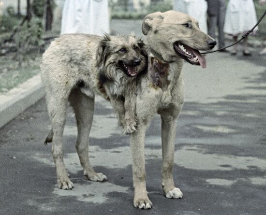 Pr. Demikhov's two-headed dog
