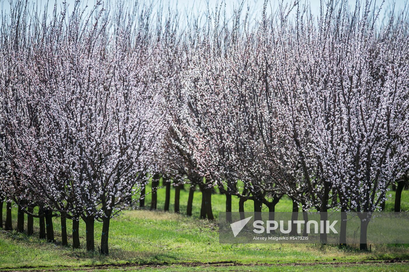 Russian regions. Crimea