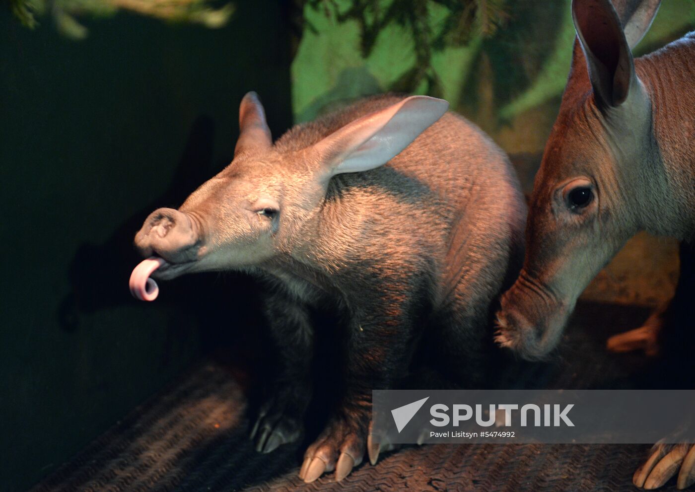 Newborn ant bear at Yekaterinburg Zoo