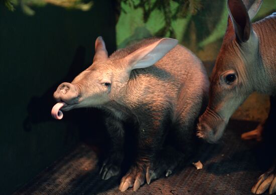 Newborn ant bear at Yekaterinburg Zoo