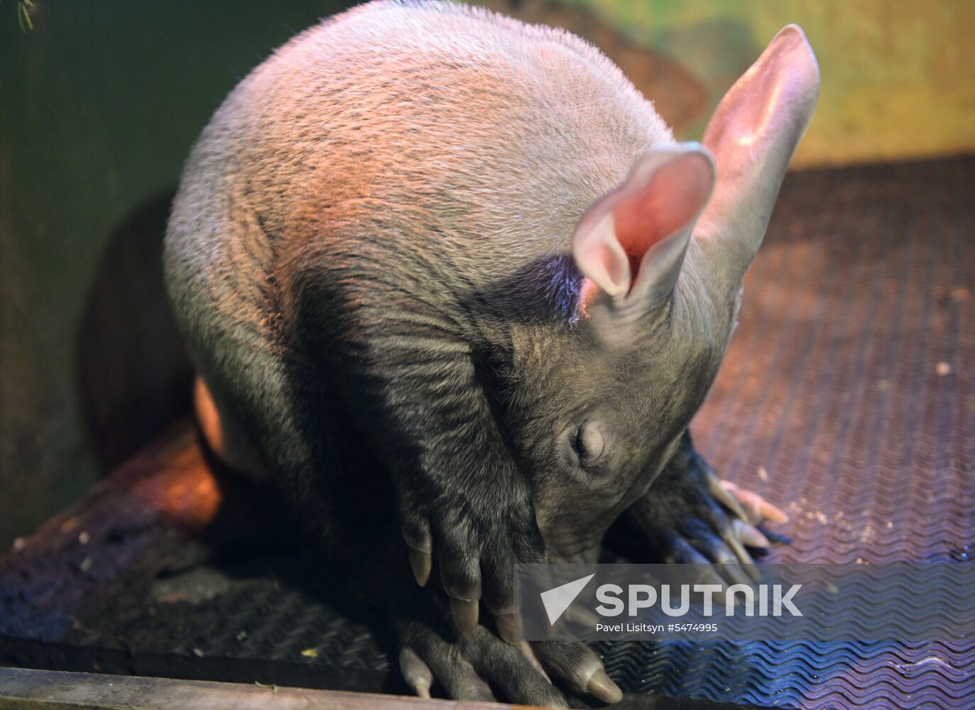 Newborn ant bear at Yekaterinburg Zoo