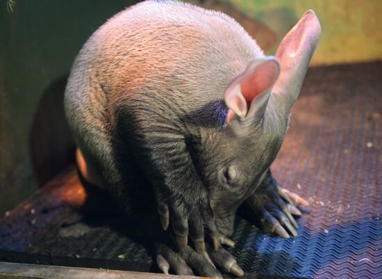 Newborn ant bear at Yekaterinburg Zoo