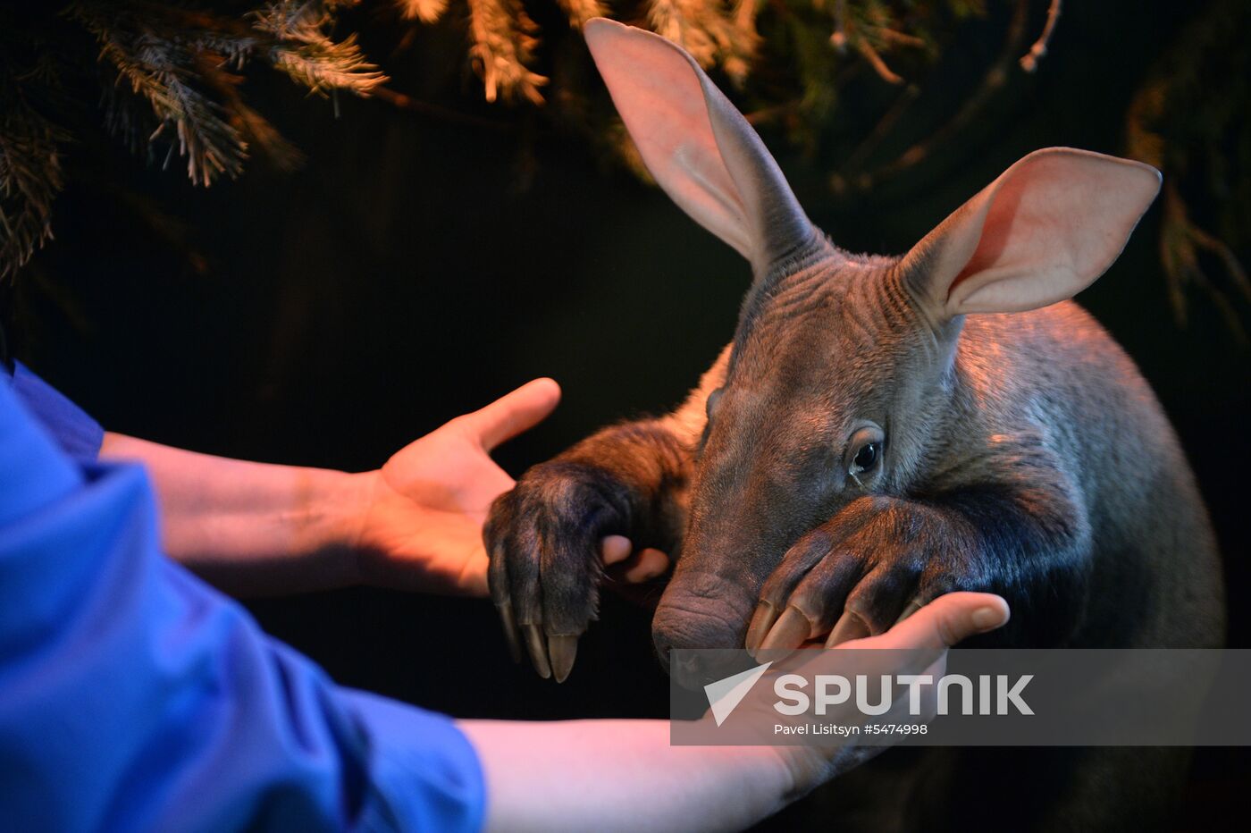 Newborn ant bear at Yekaterinburg Zoo
