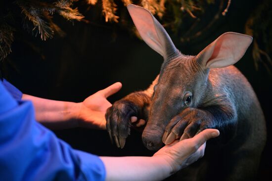 Newborn ant bear at Yekaterinburg Zoo