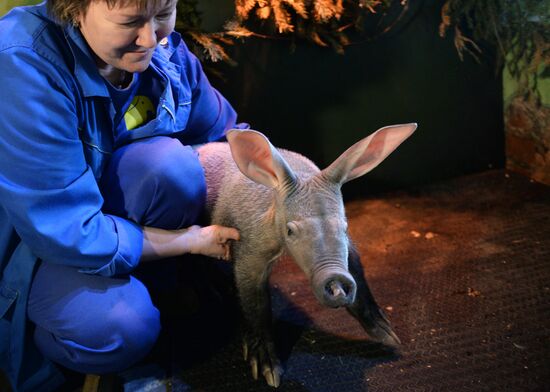 Newborn ant bear at Yekaterinburg Zoo