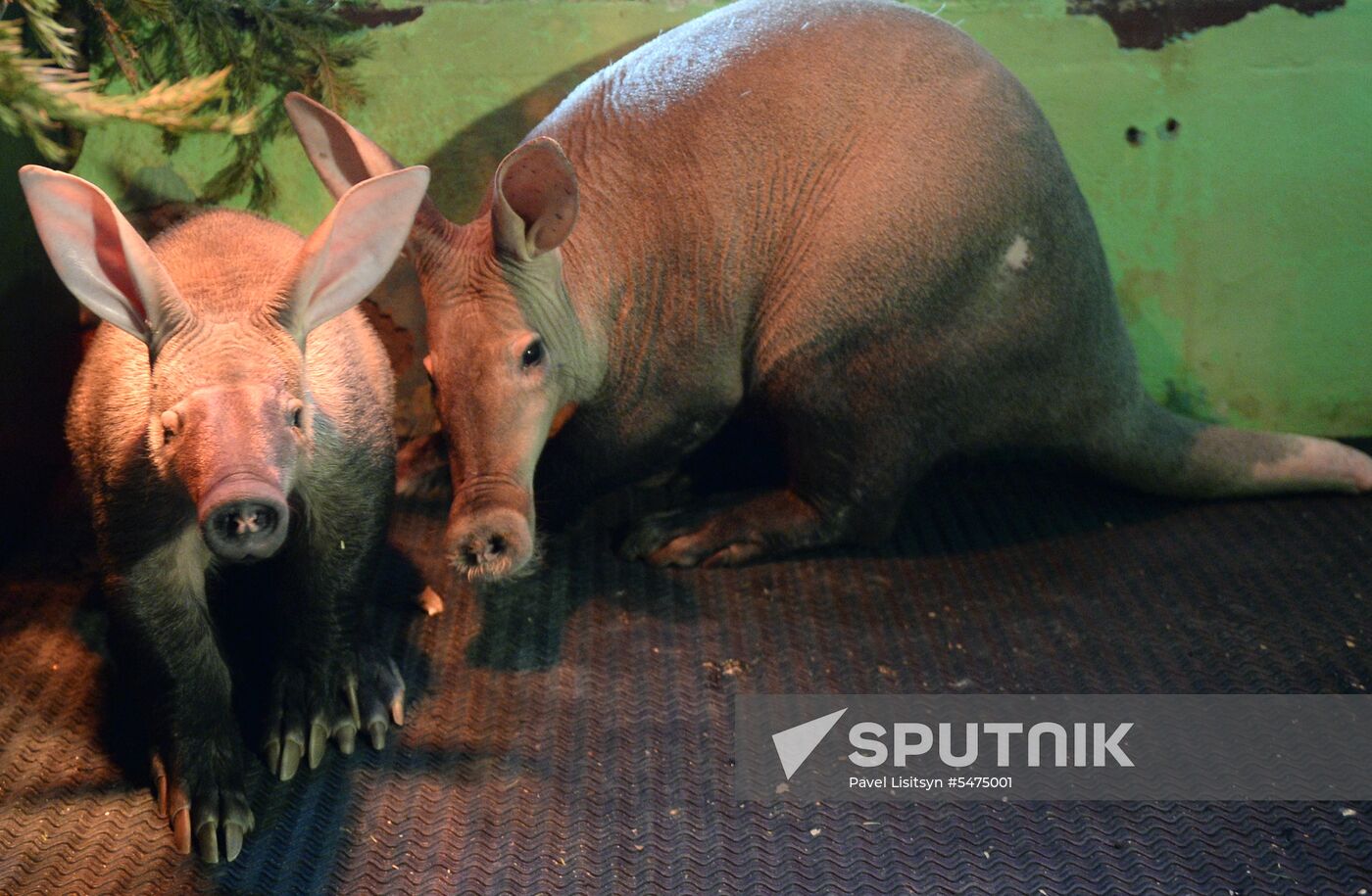 Newborn ant bear at Yekaterinburg Zoo