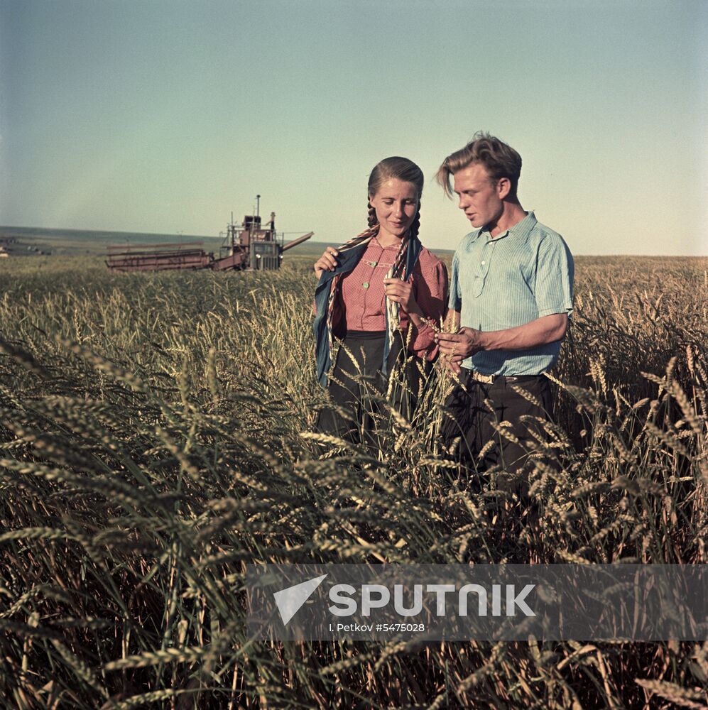 Harvesting grain in the Altai Territory