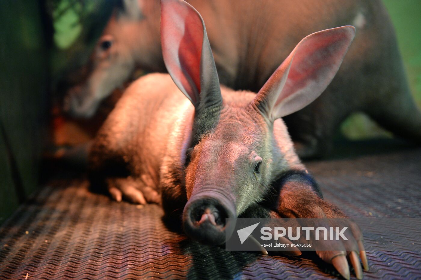 Newborn ant bear at Yekaterinburg Zoo