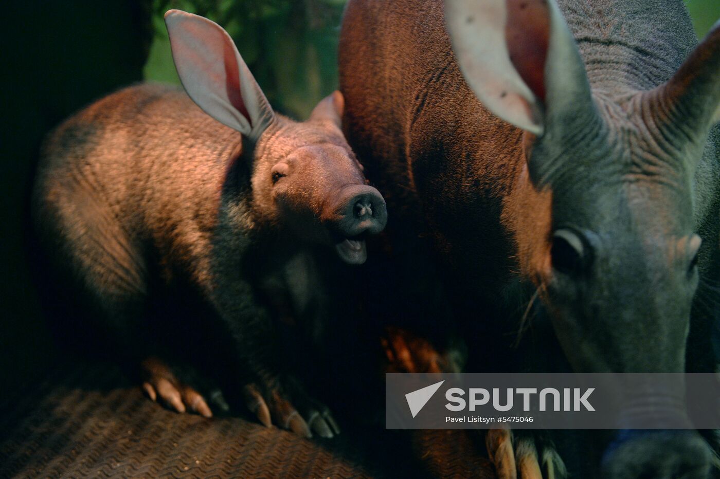 Newborn ant bear at Yekaterinburg Zoo