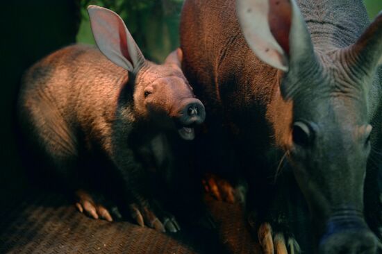 Newborn ant bear at Yekaterinburg Zoo