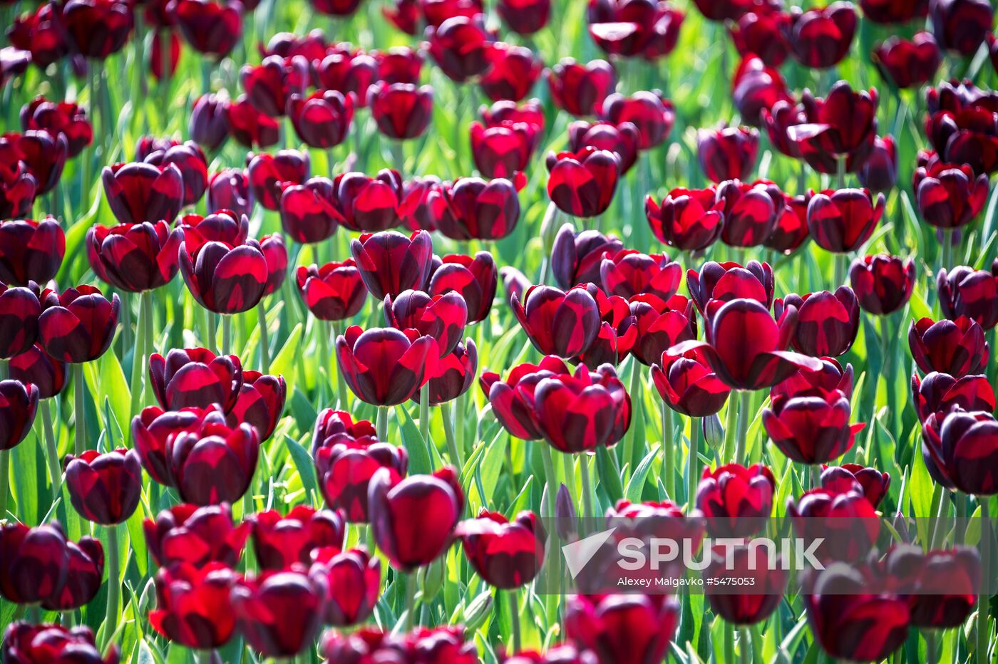 Tulip Parade at Nikitsky Botanical Garden