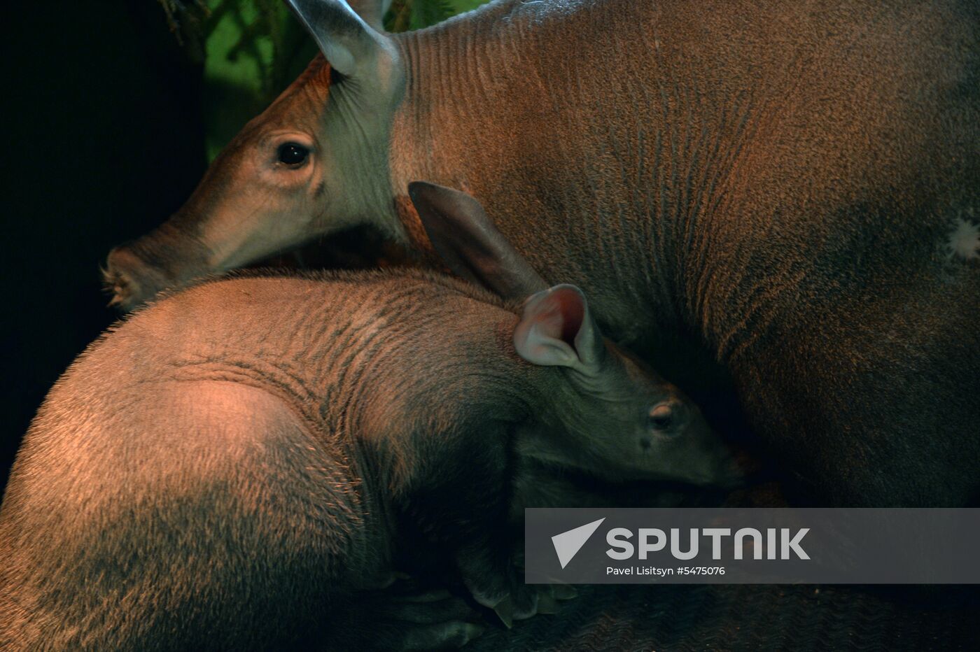 Newborn ant bear at Yekaterinburg Zoo