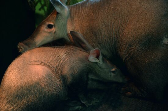 Newborn ant bear at Yekaterinburg Zoo