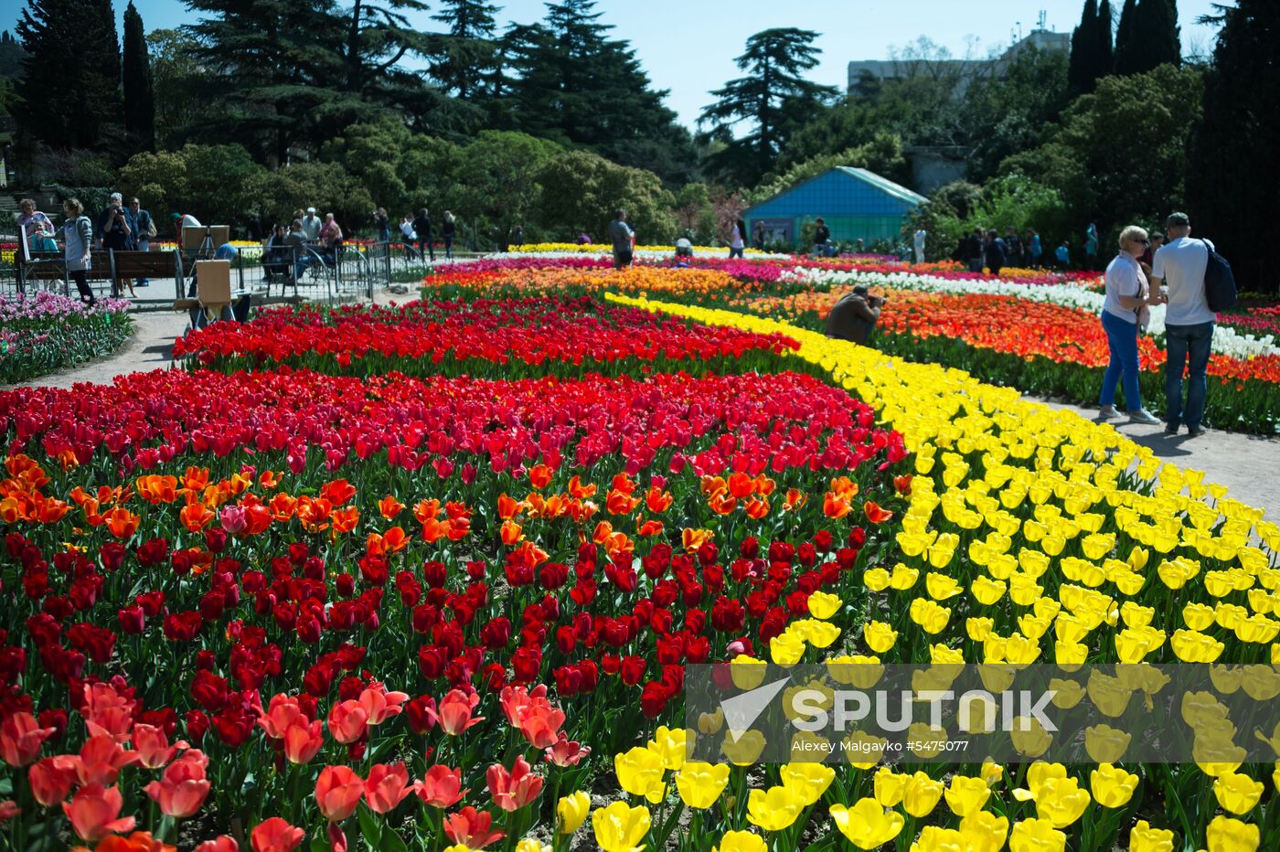 Tulip Parade at Nikitsky Botanical Garden