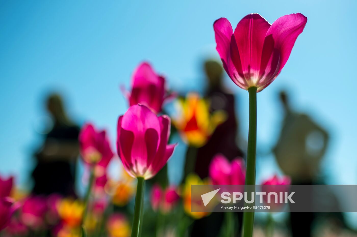 Tulip Parade at Nikitsky Botanical Garden