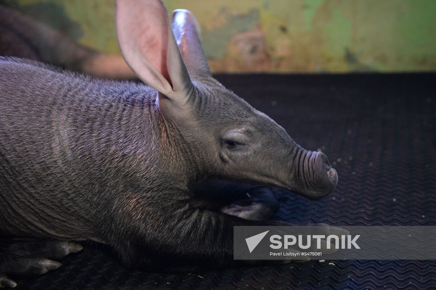 Newborn ant bear at Yekaterinburg Zoo