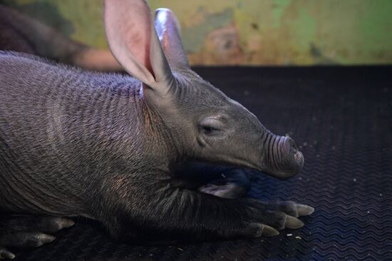 Newborn ant bear at Yekaterinburg Zoo