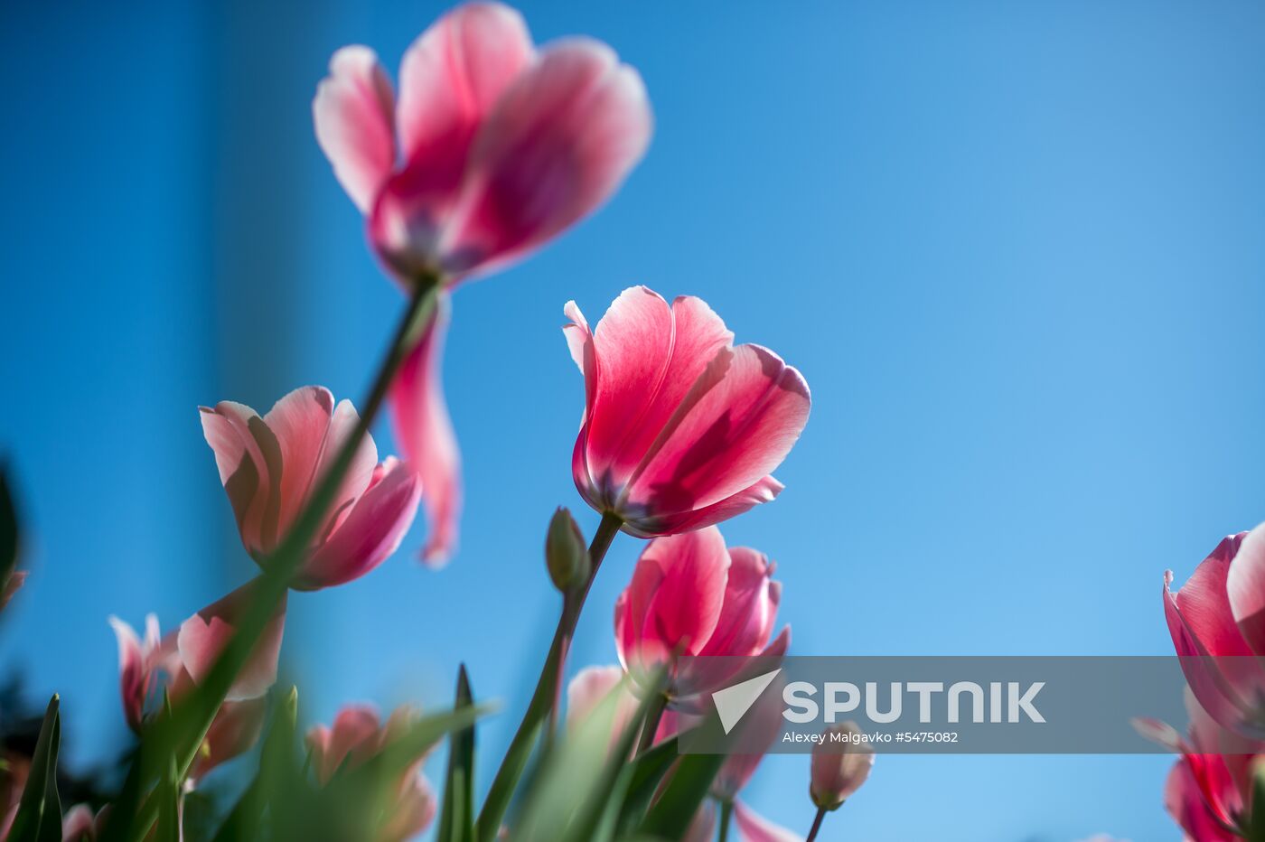 Tulip Parade at Nikitsky Botanical Garden