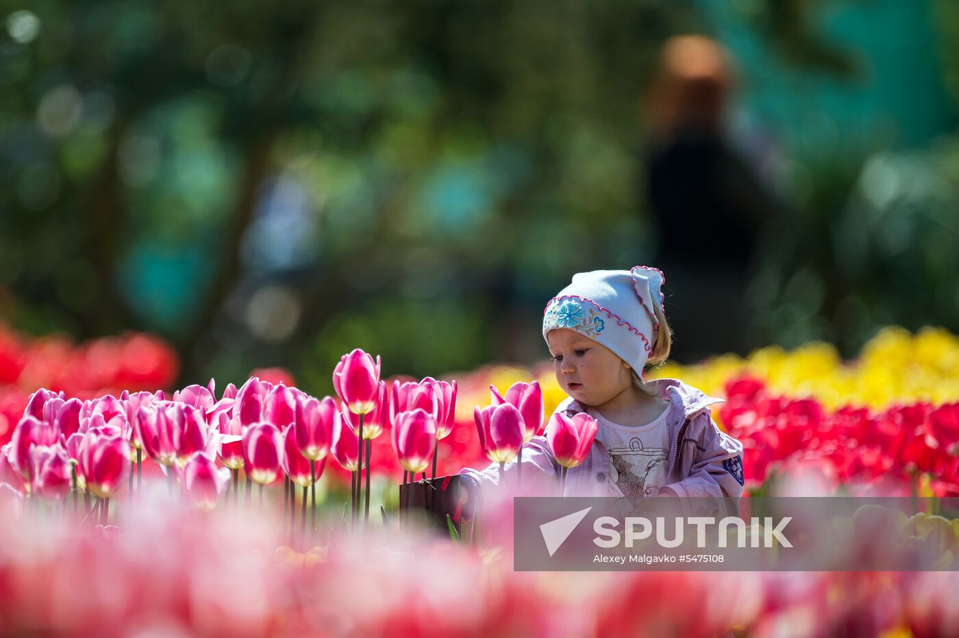 Tulip Parade at Nikitsky Botanical Garden