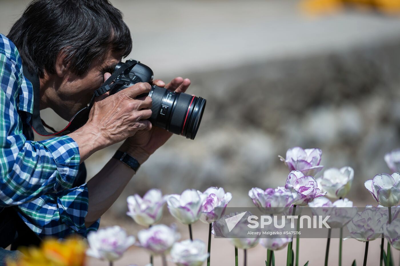 Tulip Parade at Nikitsky Botanical Garden