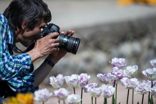 Tulip Parade at Nikitsky Botanical Garden