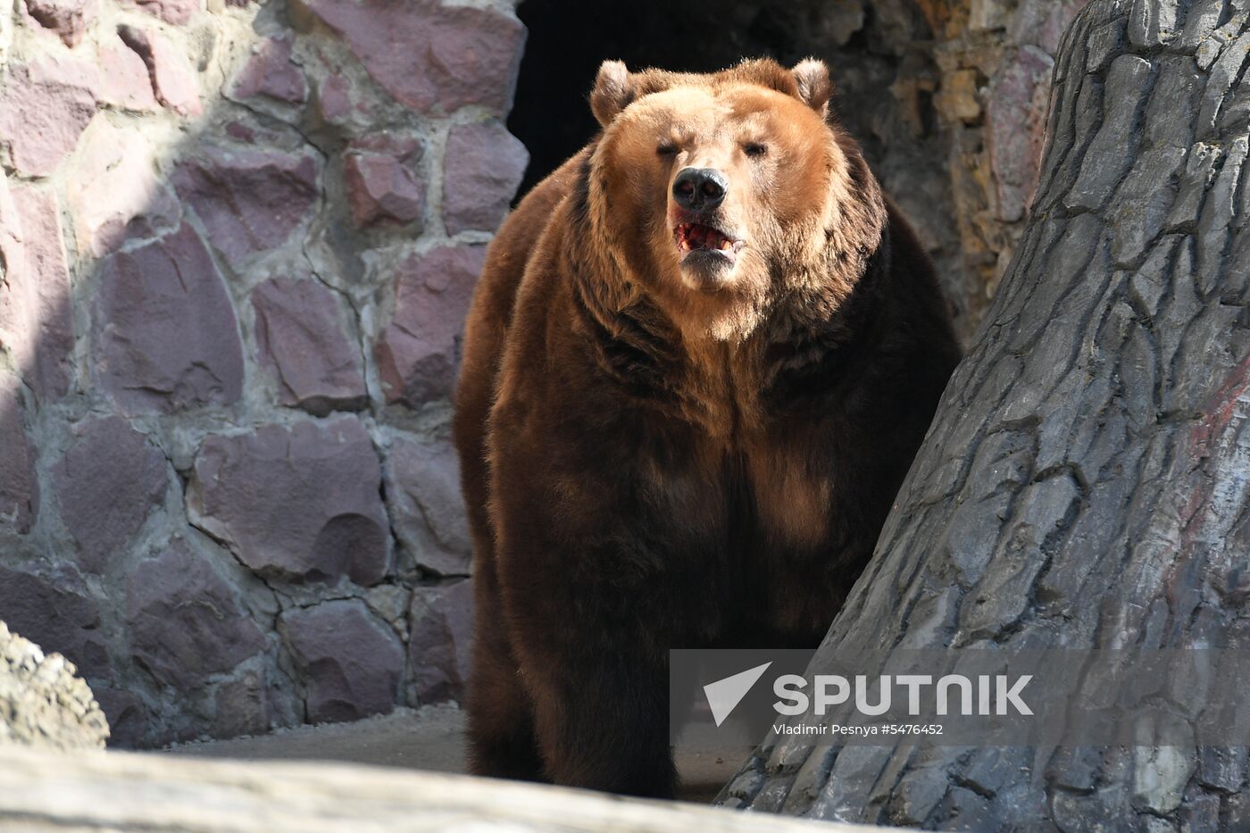 Bears woke up after winter hibernation in Moscow Zoo