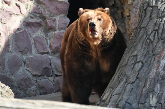Bears woke up after winter hibernation in Moscow Zoo