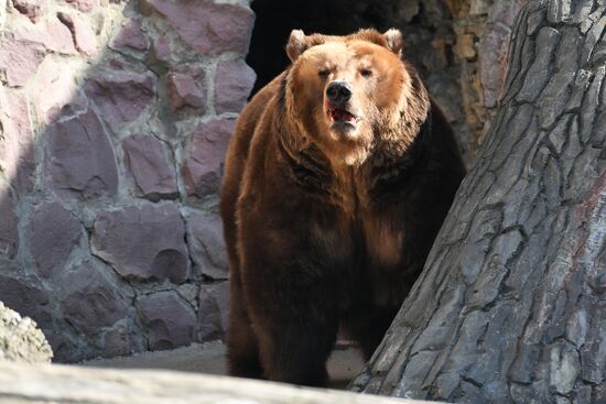 Bears woke up after winter hibernation in Moscow Zoo