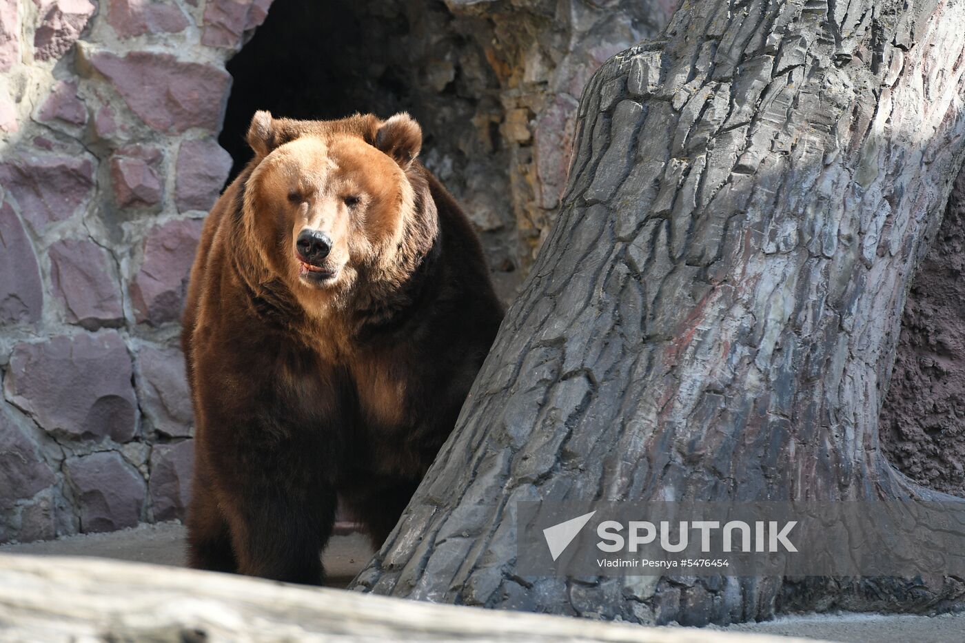 Bears woke up after winter hibernation in Moscow Zoo