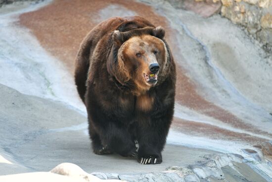 Bears woke up after winter hibernation in Moscow Zoo