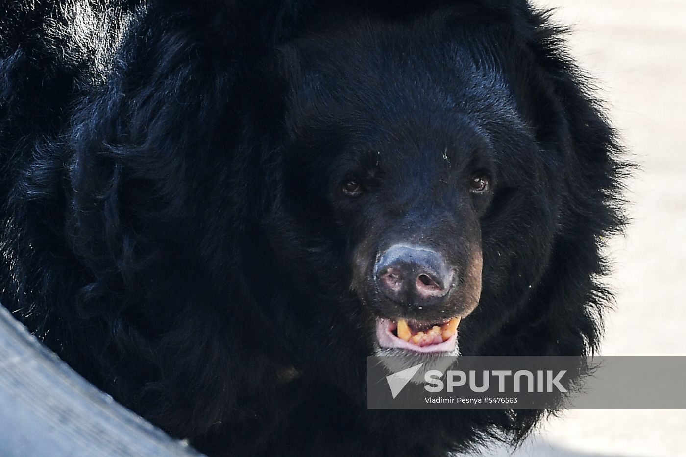 Bears woke up after winter hibernation in Moscow Zoo