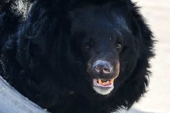 Bears woke up after winter hibernation in Moscow Zoo