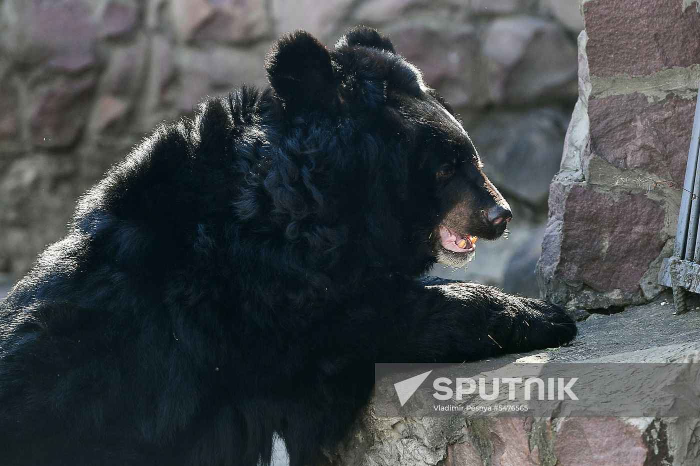 Bears woke up after winter hibernation in Moscow Zoo