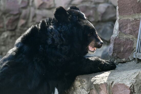 Bears woke up after winter hibernation in Moscow Zoo