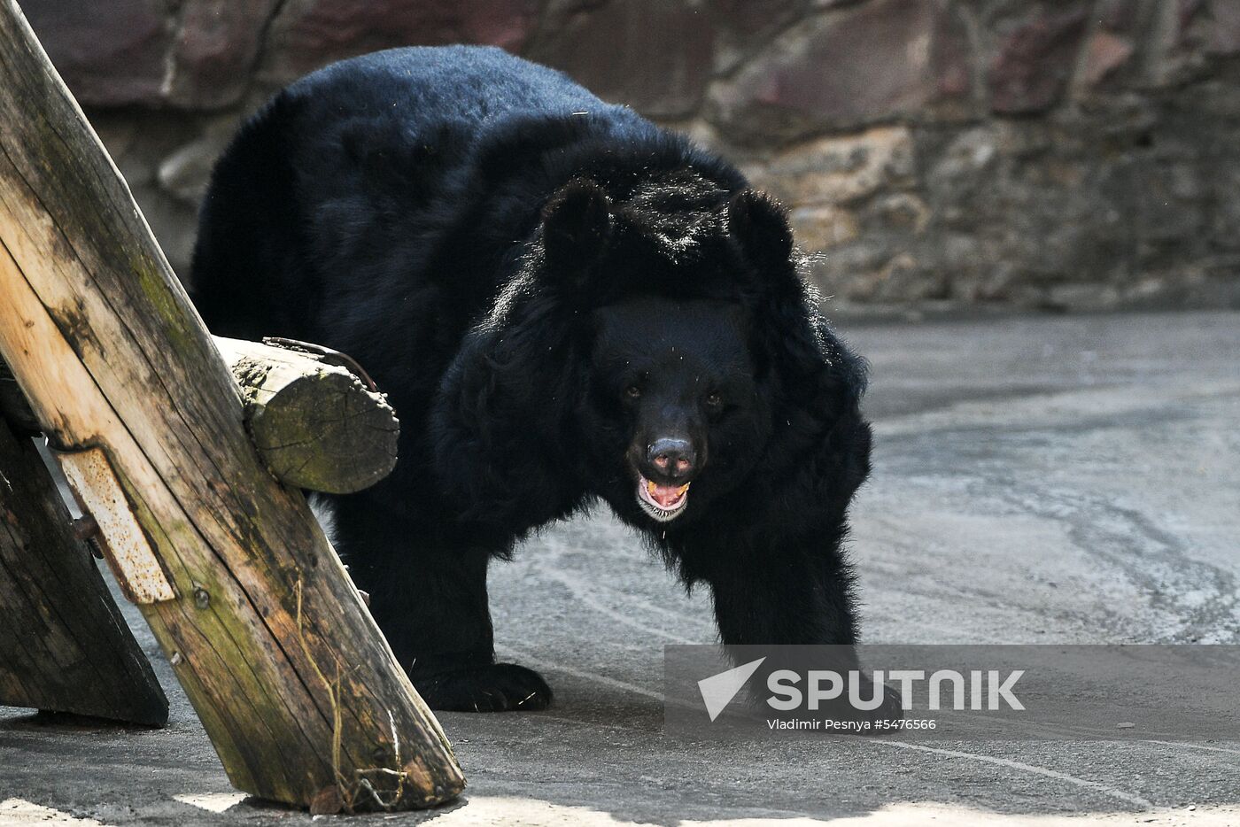 Bears woke up after winter hibernation in Moscow Zoo