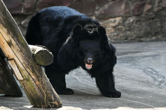 Bears woke up after winter hibernation in Moscow Zoo