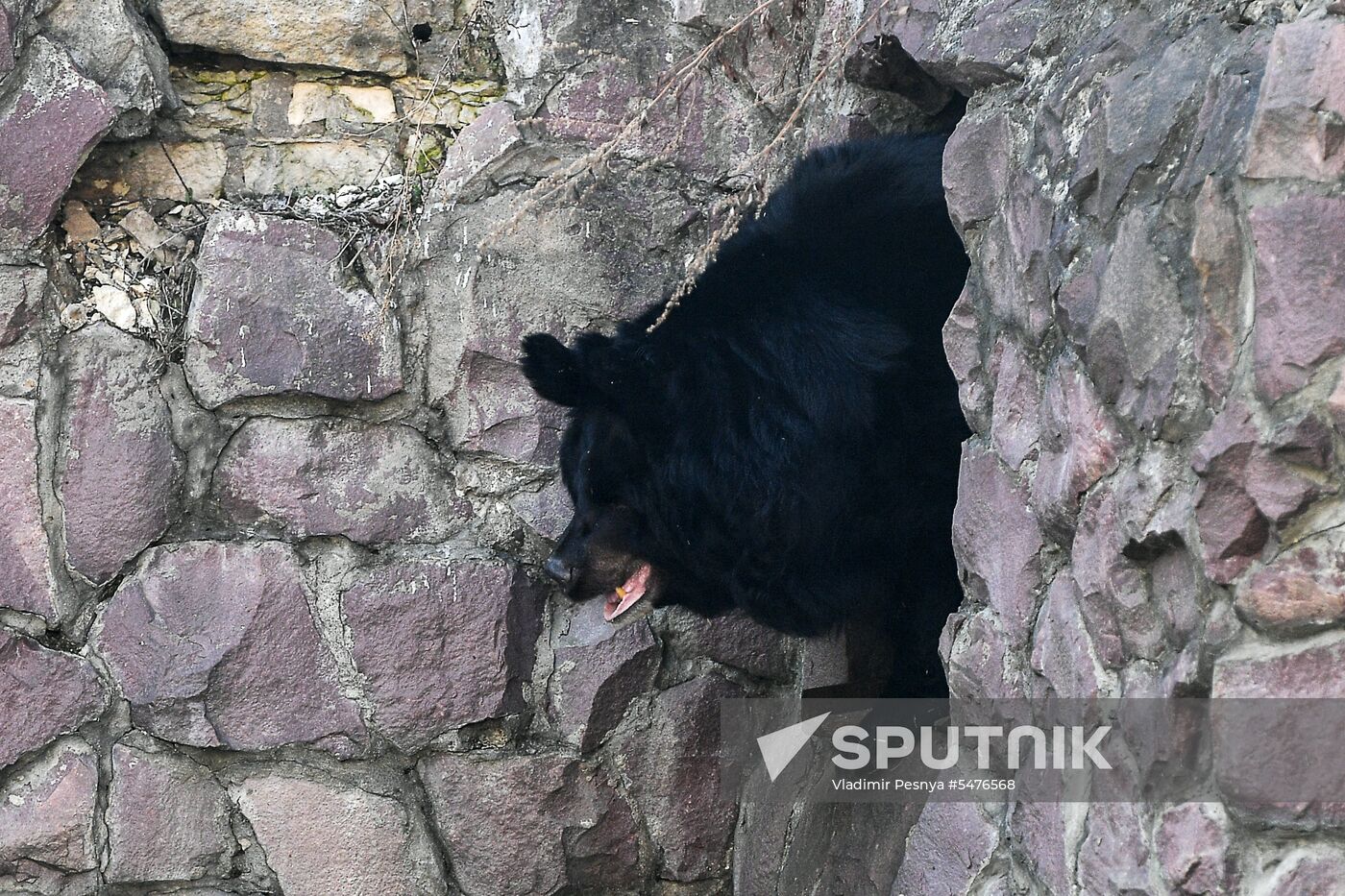 Bears woke up after winter hibernation in Moscow Zoo