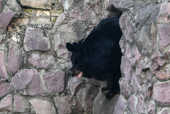 Bears woke up after winter hibernation in Moscow Zoo