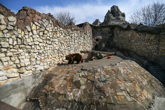 Bears woke up after winter hibernation in Moscow Zoo