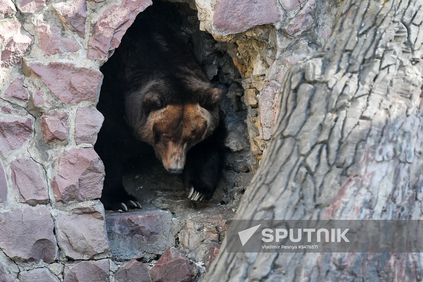 Bears woke up after winter hibernation in Moscow Zoo