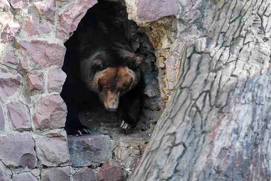 Bears woke up after winter hibernation in Moscow Zoo