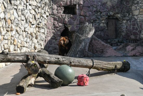 Bears woke up after winter hibernation in Moscow Zoo