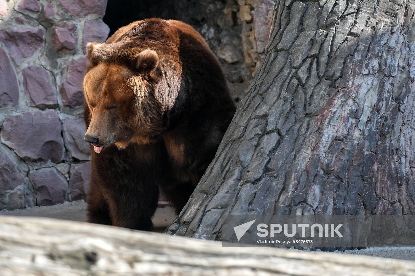 Bears woke up after winter hibernation in Moscow Zoo