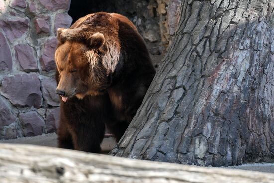 Bears woke up after winter hibernation in Moscow Zoo