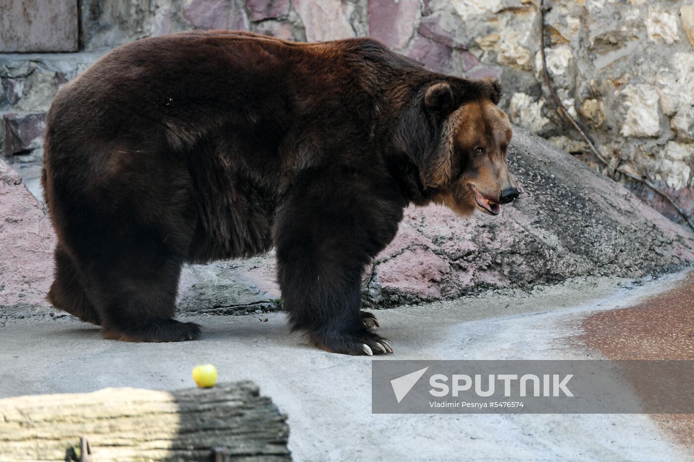 Bears woke up after winter hibernation in Moscow Zoo