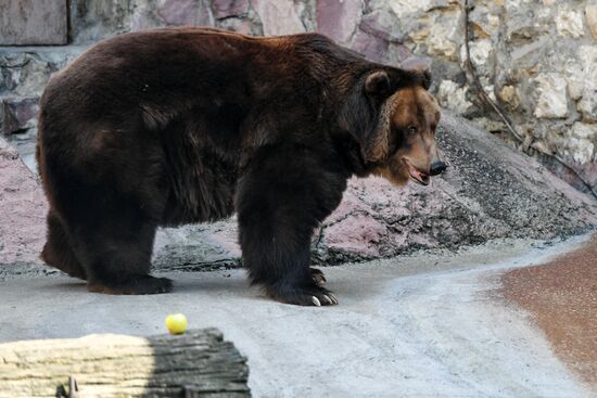 Bears woke up after winter hibernation in Moscow Zoo