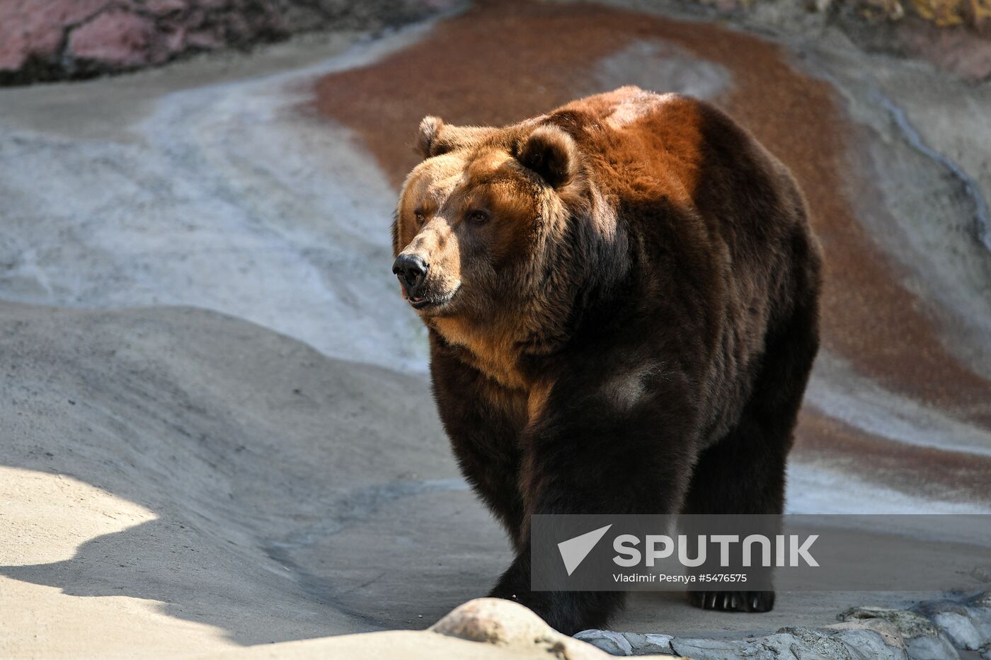 Bears woke up after winter hibernation in Moscow Zoo