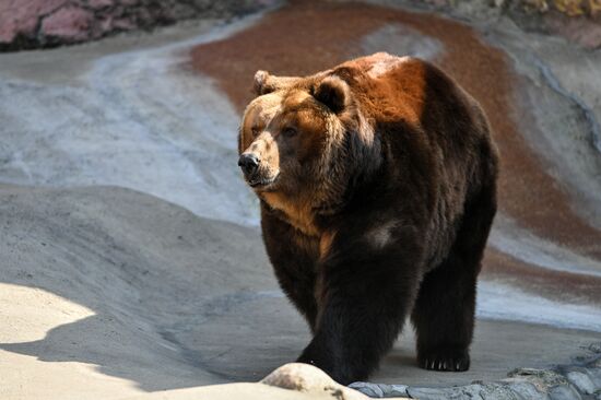 Bears woke up after winter hibernation in Moscow Zoo