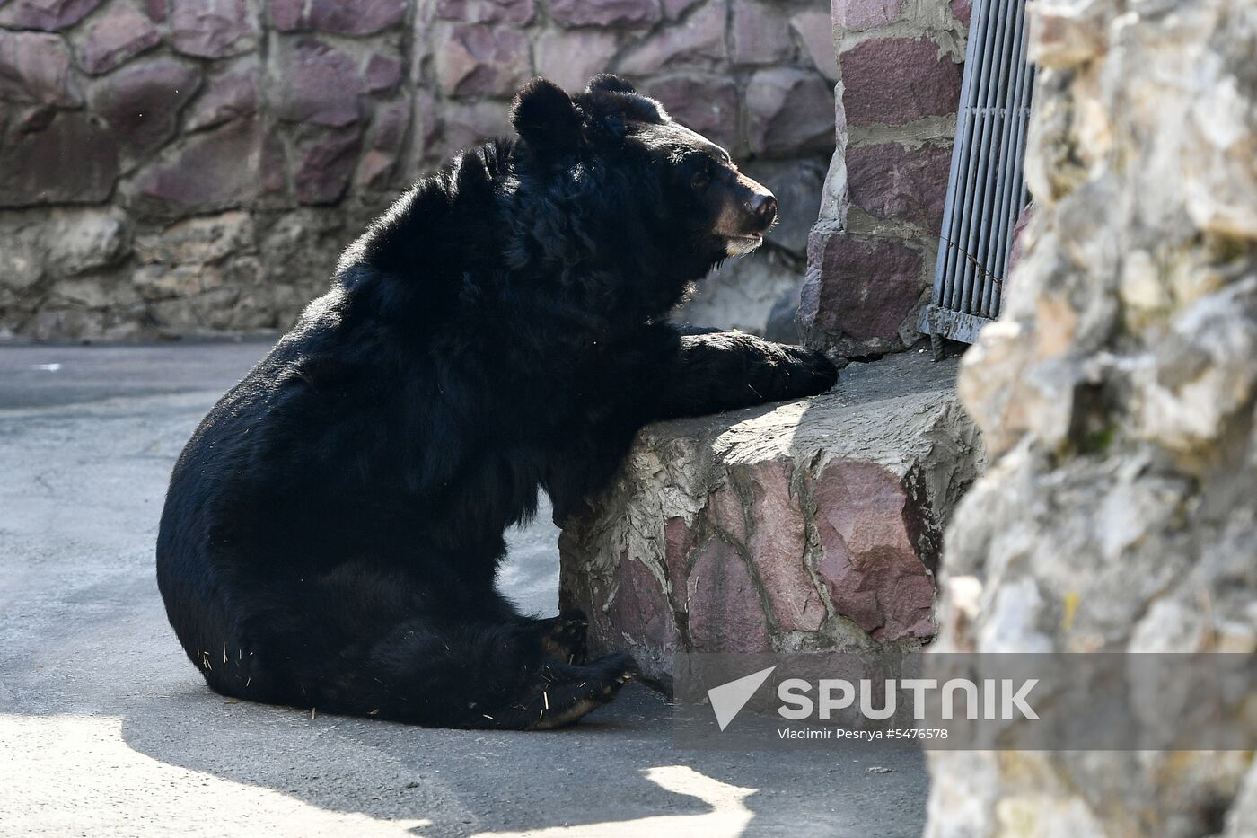 Bears woke up after winter hibernation in Moscow Zoo